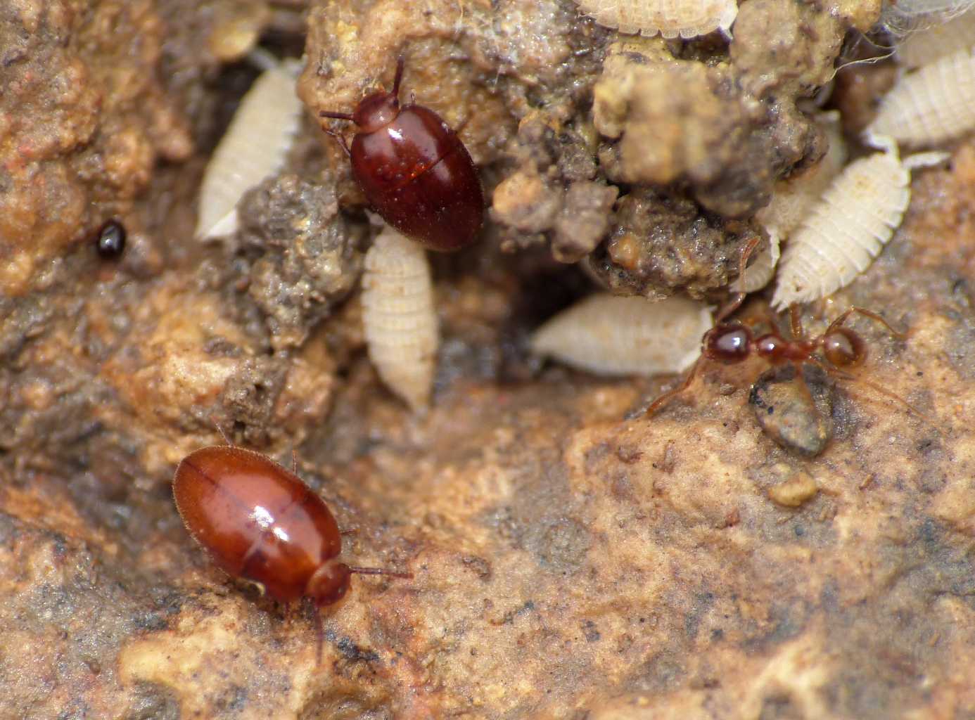 Oochrotus e Cholovocera in un formicaio con Platyarthridae